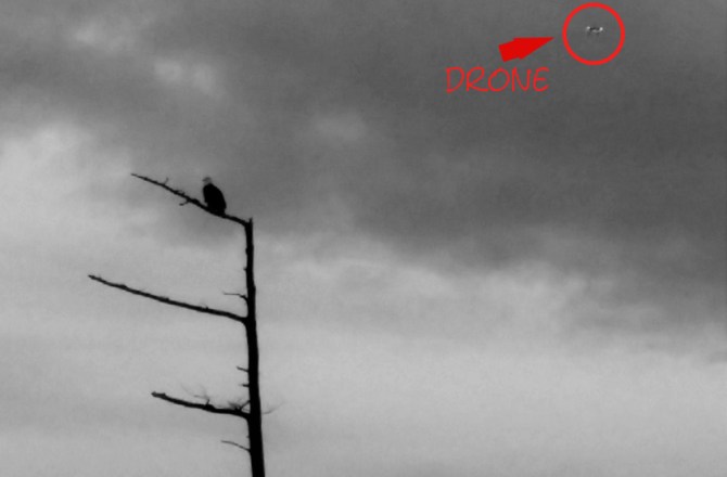 eagle and drone noted