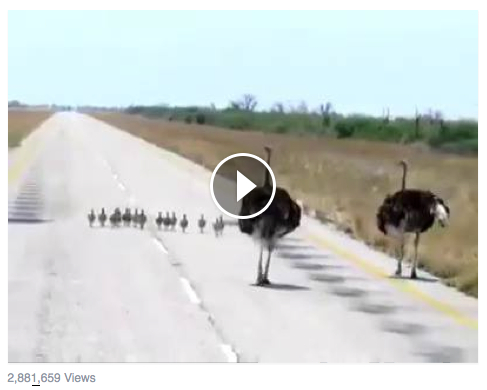 ostriches on road