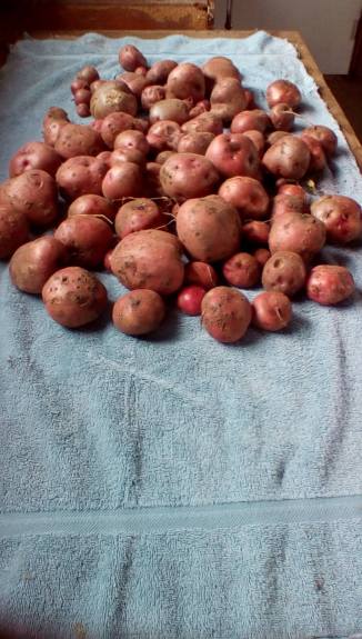 13925685_10206944233267619_8083404759120038676_o