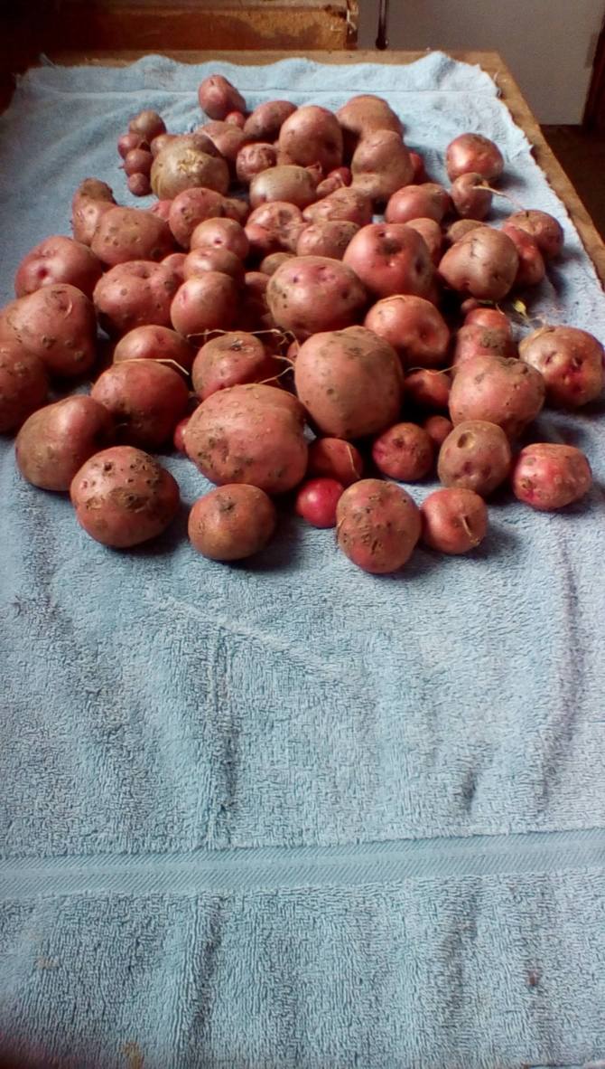 13925685_10206944233267619_8083404759120038676_o