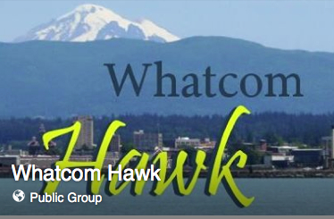 whatcom hawk
